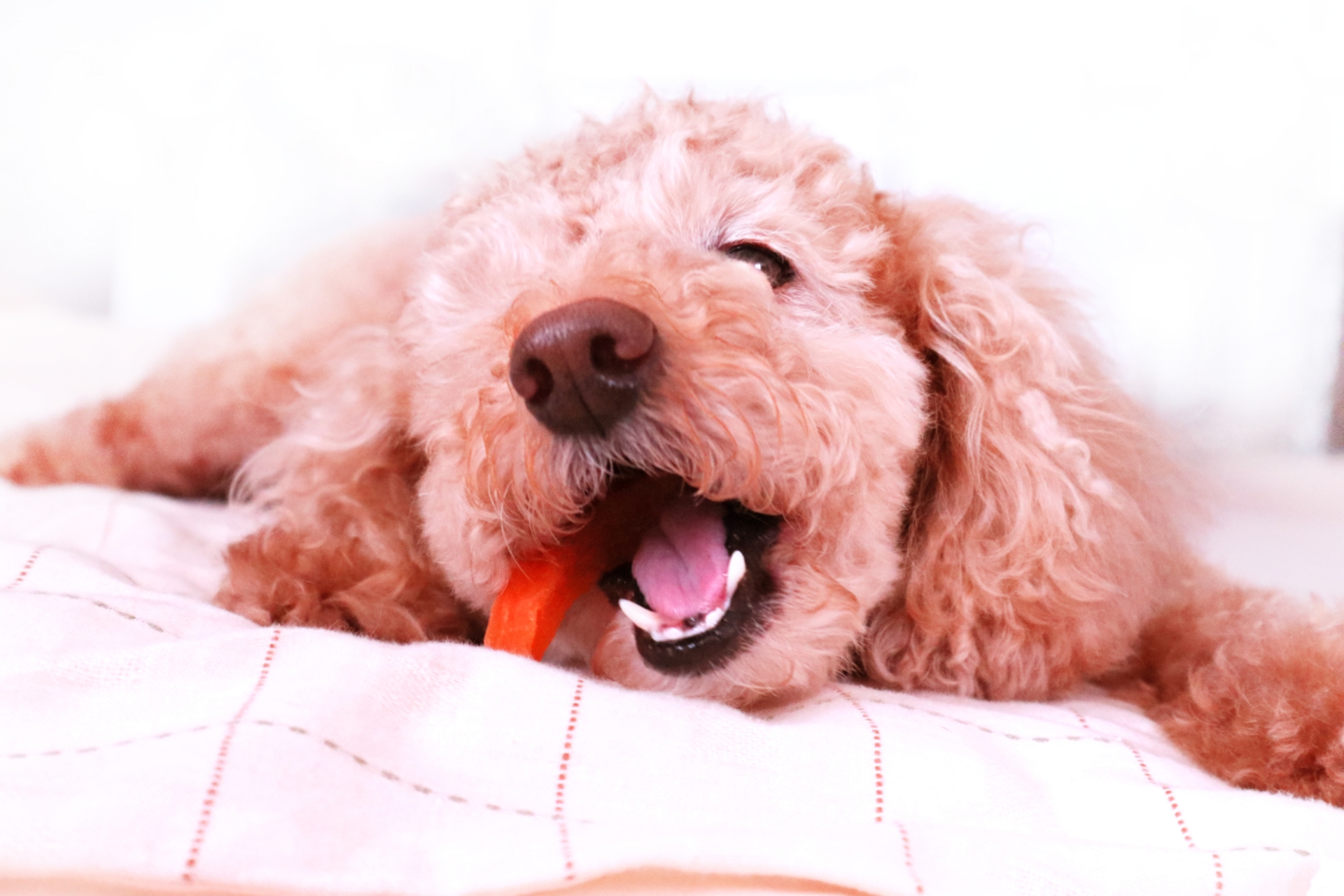はち切れんばかりに尻尾をふる犬! はち切れんばかりに尻尾をふる犬!