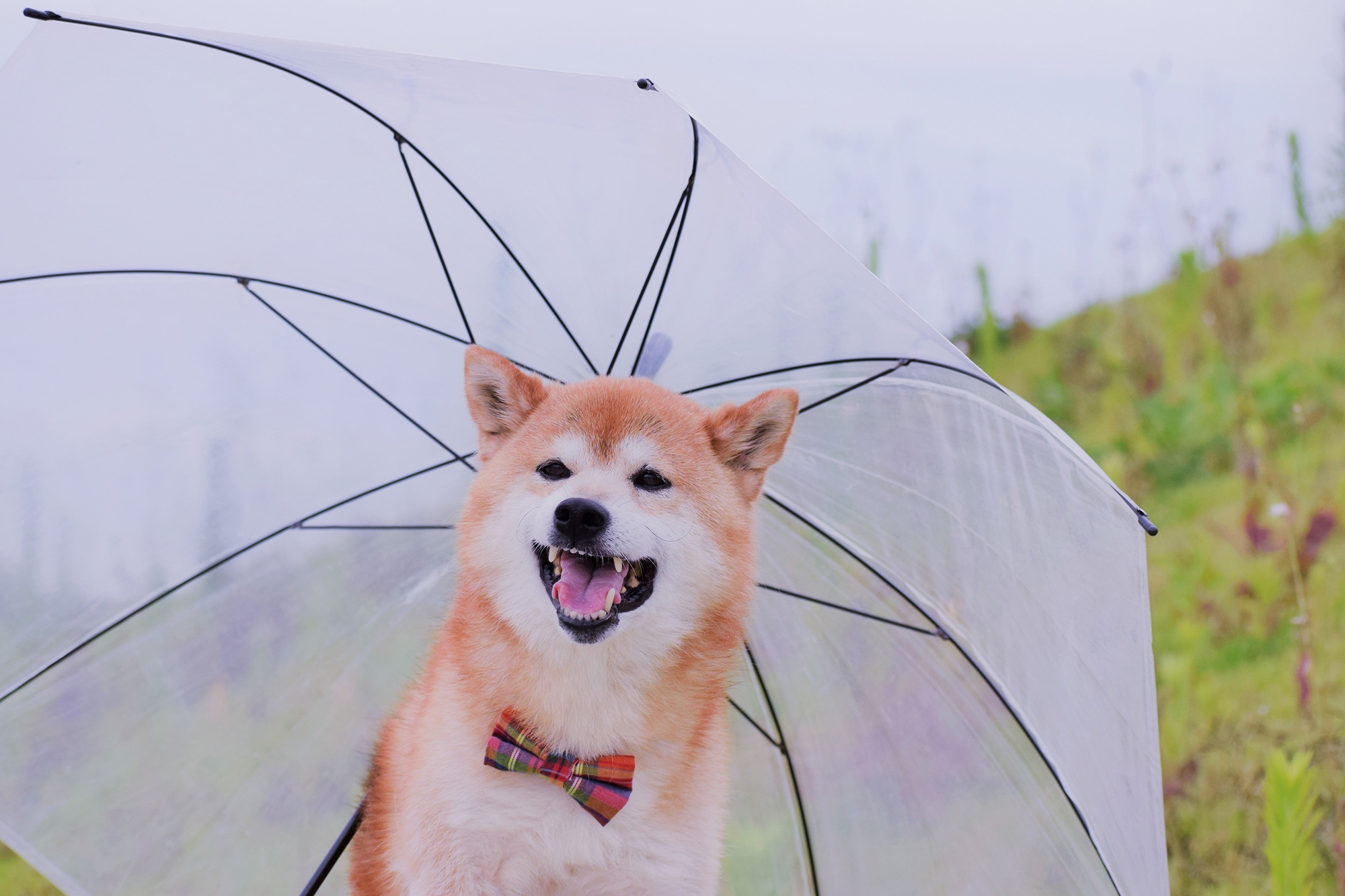 うちの番犬はある意味すごい特技がある! うちの番犬はある意味すごい特技がある!